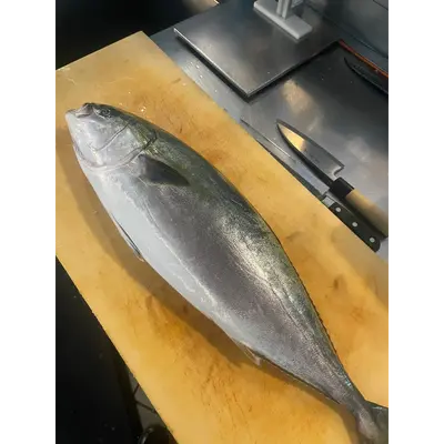 WARASA - FRESH WILD AMBERJACK - Seriola quinqueradiatata Photo Credit_ Sangwoo.png