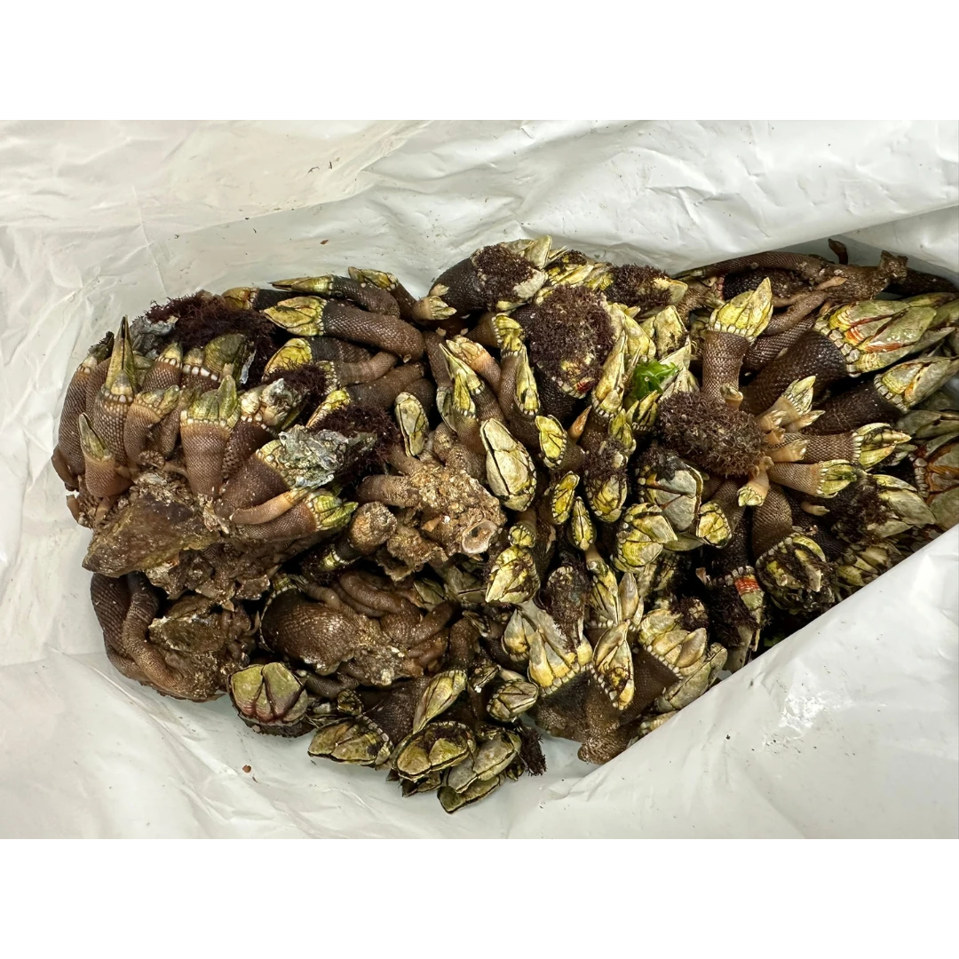 KAMENOTE - FRESH WILD PERCEBES - Pollicipes mitella JAMES.png
