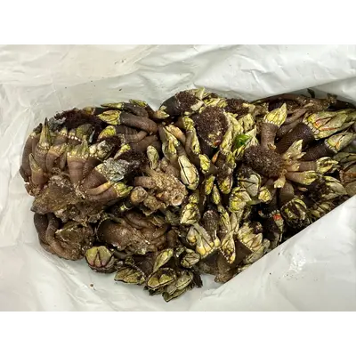 KAMENOTE - FRESH WILD PERCEBES - Pollicipes mitella JAMES.png