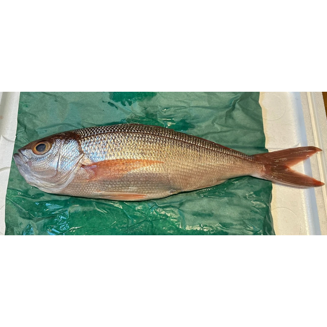 GSK1 HIMEDAI Pristipomoides sieboldii FRESH WILD LAVENDER JOBFISH JAMES.png