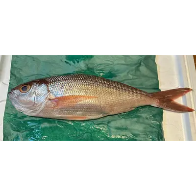 ヒメダイ Himedai WHOLE 4.4 LB