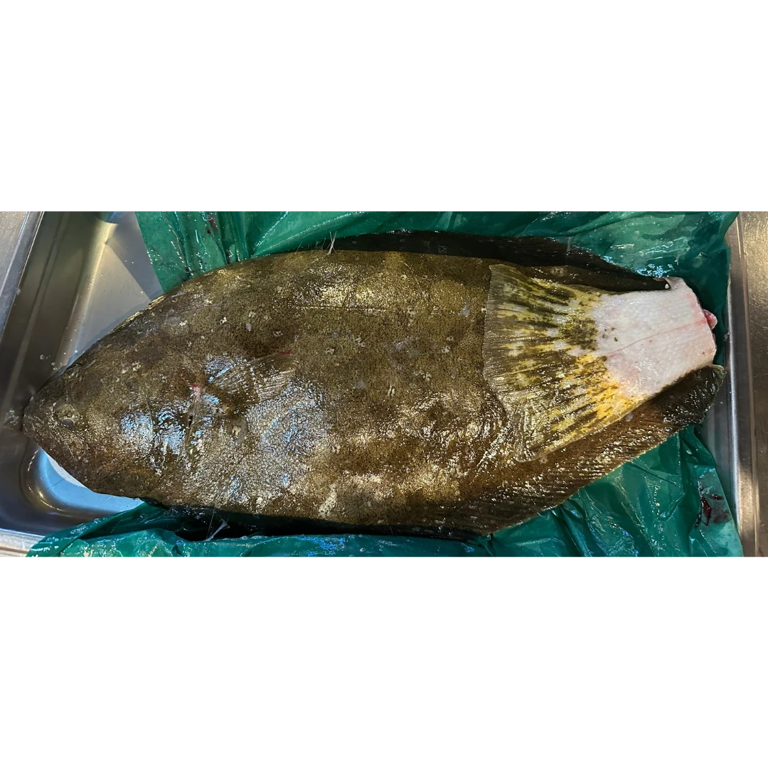 TENNEN HIRAME - FRESH WILD FLOUNDER - Paralichthys Olivaceus JAMES.png