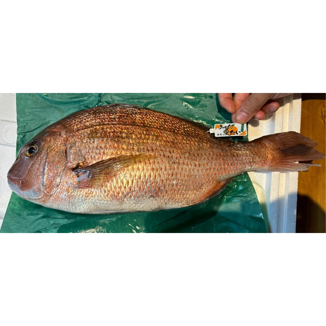 MIKAN DAI - FRESH WILD MANDARIN RED SEABREAM - Pagrus major JAMES.png
