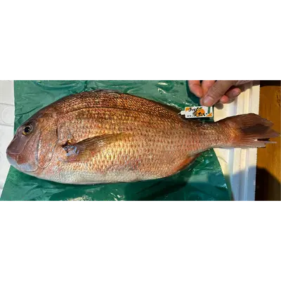 MIKAN DAI - FRESH WILD MANDARIN RED SEABREAM - Pagrus major JAMES.png