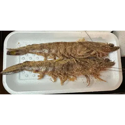 KURUMA EBI - FRESH WILD TIGER PRAWN - Marsupenaeus japonicus JAMES.png