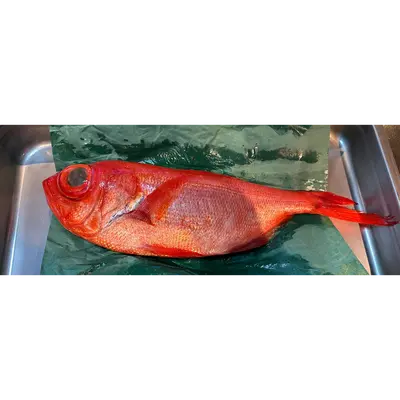 KINMEDAI - FRESH WILD ALFONSINO - Beryx splendens Lowe GSK1.png