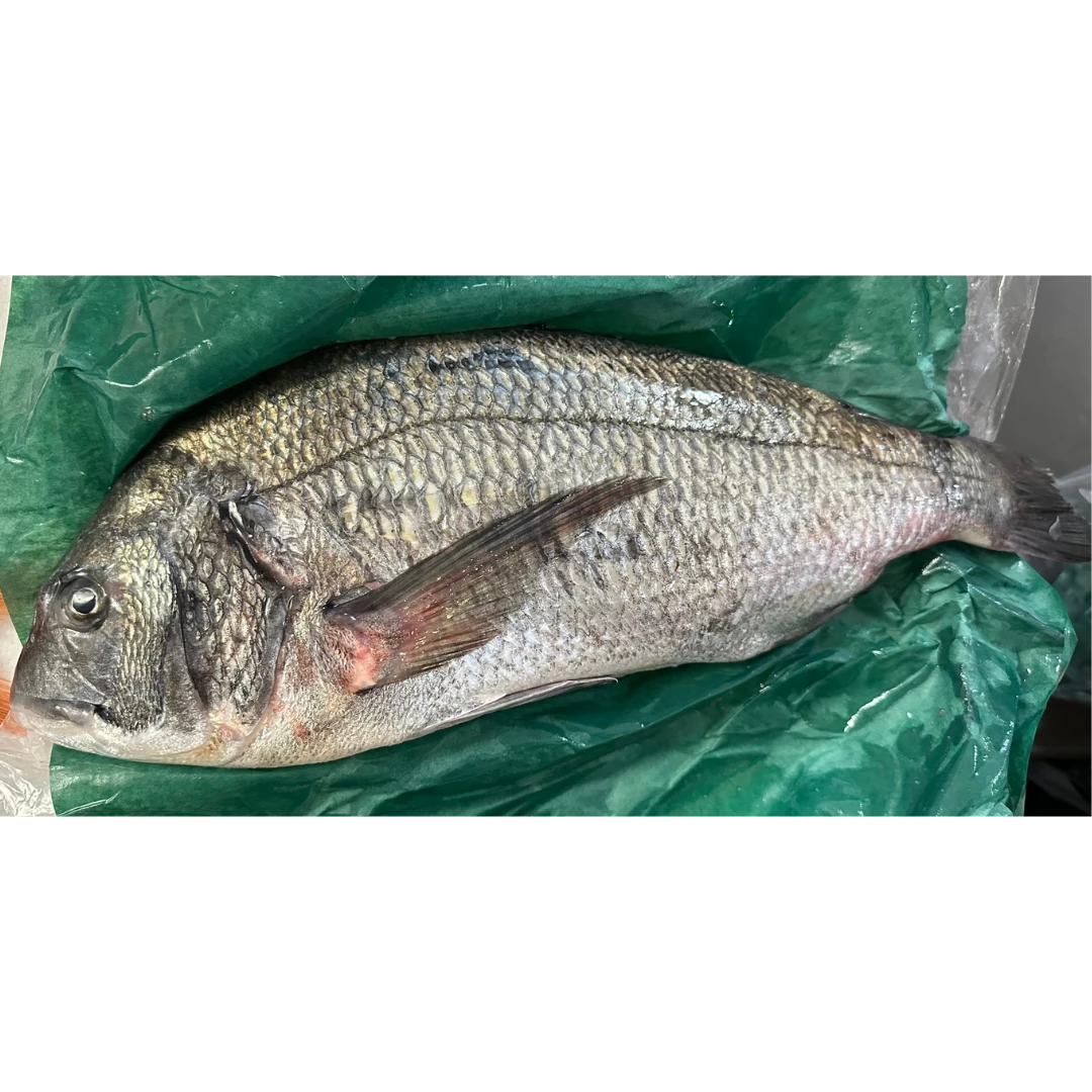 KURODAI - FRESH WILD BLACKHEAD SEABREAM - Acanthopagrus schlegelii GSK1.png