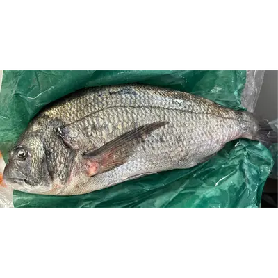 KURODAI - FRESH WILD BLACKHEAD SEABREAM - Acanthopagrus schlegelii GSK1.png