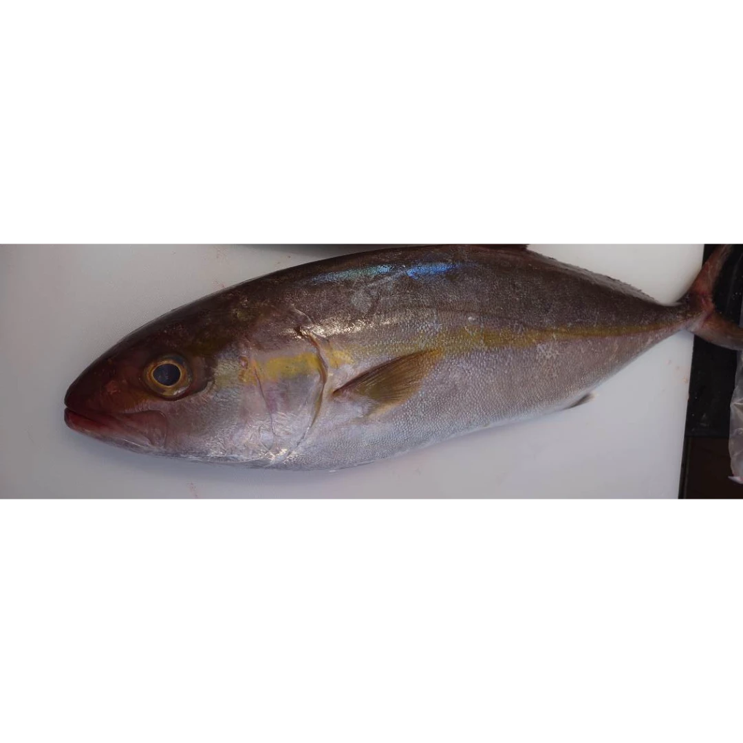 KANPACHI - FRESH WILD AMBERJACK - Seriola dumerili GSK1 天然カンパチ Kanpachi WHOLE 9.9 LB.png