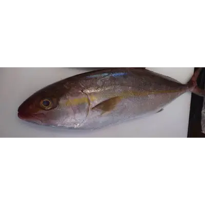 KANPACHI - FRESH WILD AMBERJACK - Seriola dumerili GSK1 天然カンパチ Kanpachi WHOLE 9.9 LB.png