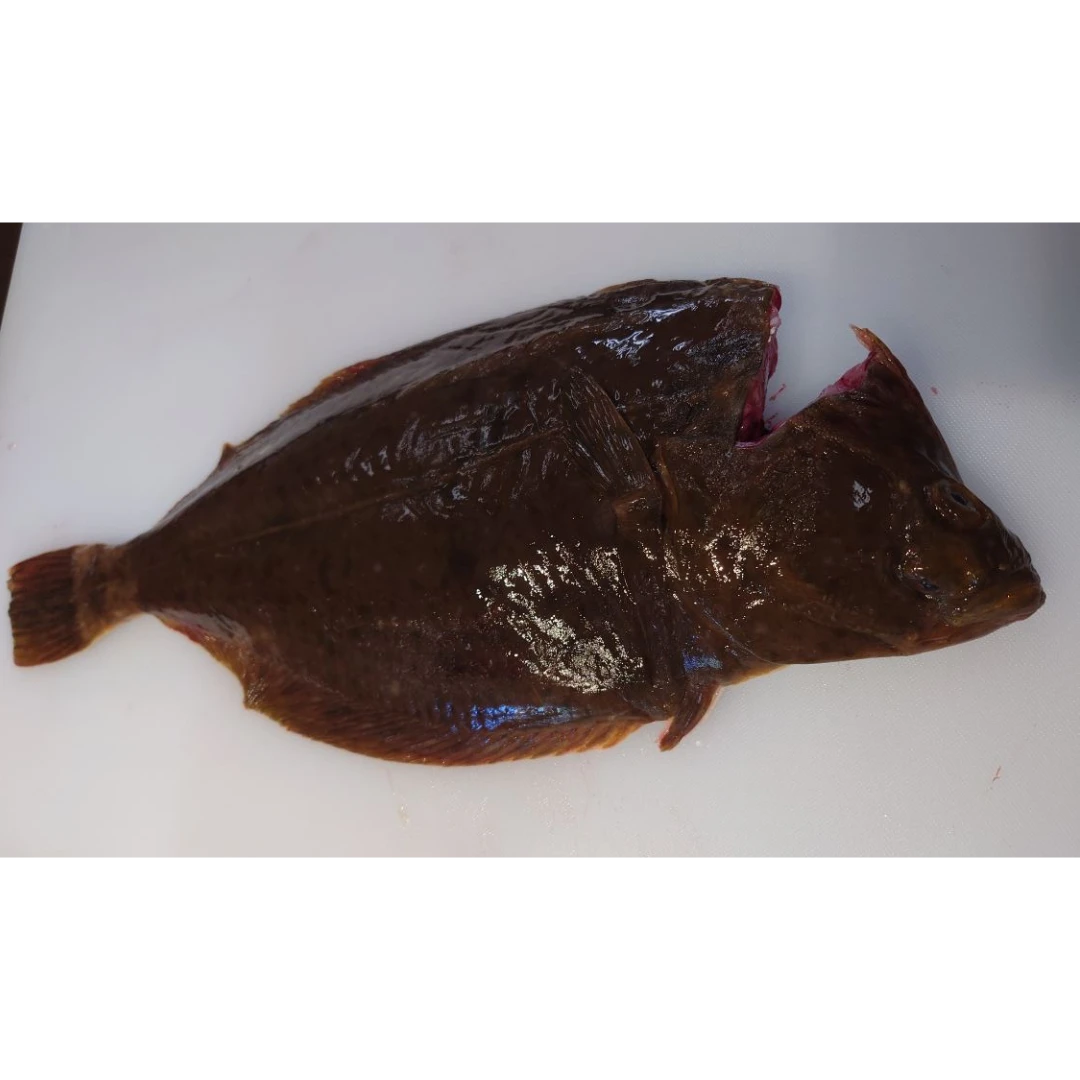 ISHIGAREI - FRESH WILD STONE FLOUNDER - Platichthys bicoloratus GSK1 イシガレイ Ishigarei WHOLE 2.2 LB.png