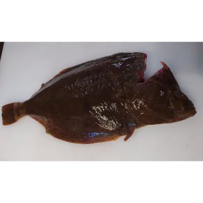 ISHIGAREI - FRESH WILD STONE FLOUNDER - Platichthys bicoloratus GSK1 イシガレイ Ishigarei WHOLE 2.2 LB.png