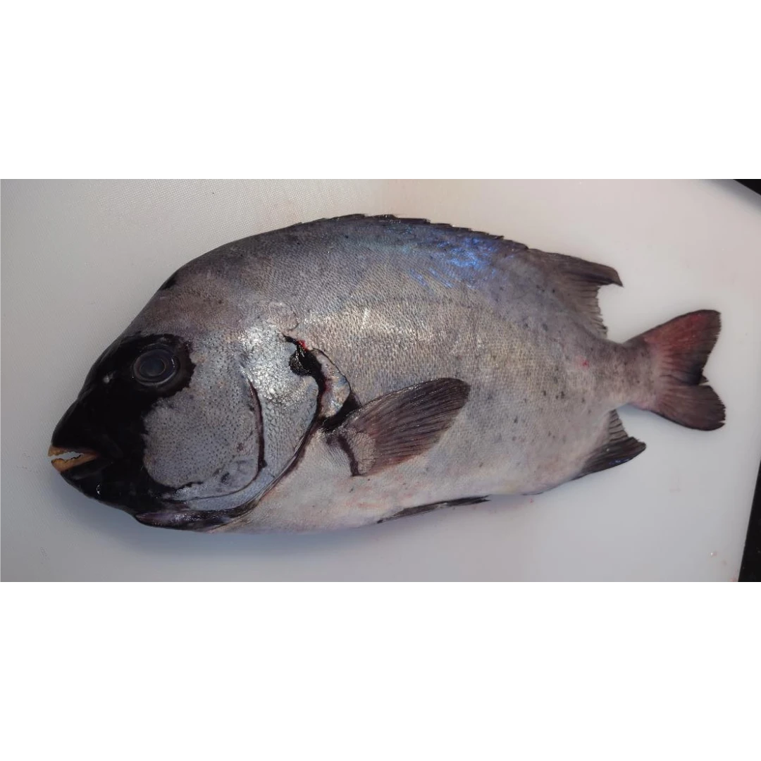 ISHIDAI - FRESH WILD STRIPED BEAKFISH - Oplegnathus fasciatus GSK1 石鯛 Ishidai WHOLE 2.2 LB.png