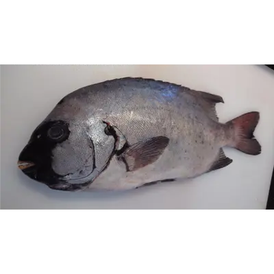 ISHIDAI - FRESH WILD STRIPED BEAKFISH - Oplegnathus fasciatus GSK1 石鯛 Ishidai WHOLE 2.2 LB.png