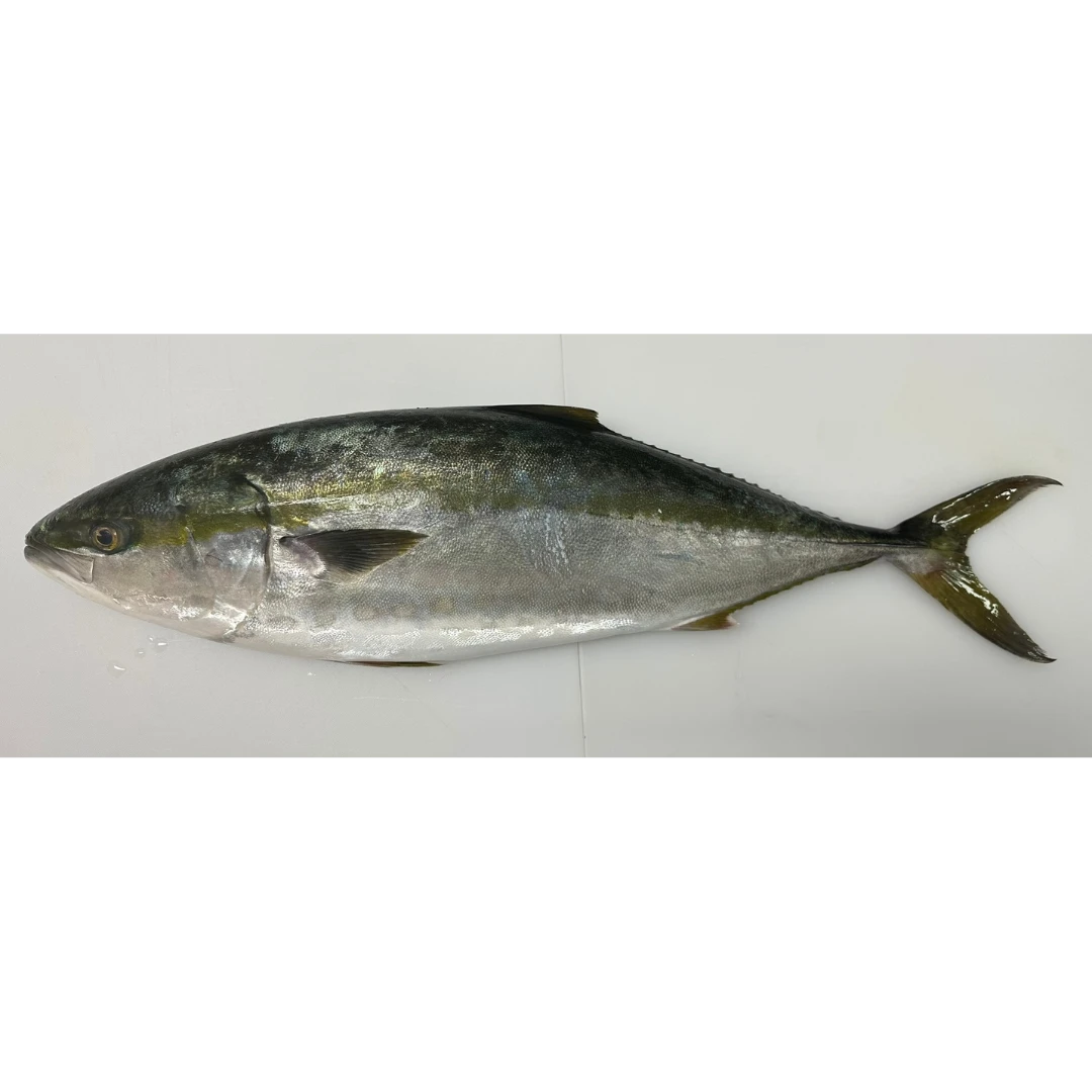 WARASA - FRESH WILD AMBERJACK - Seriola quinqueradiatata GSK1 ワラサ Warasa WHOLE 8.8 LB (2).png