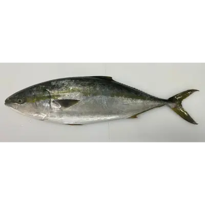 WARASA - FRESH WILD AMBERJACK - Seriola quinqueradiatata GSK1 ワラサ Warasa WHOLE 8.8 LB (2).png