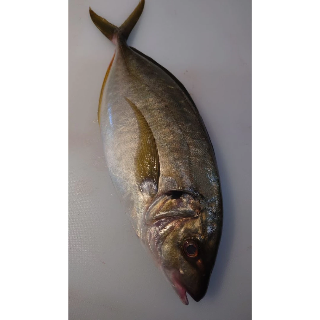 TENNEN SHIMAAJI - FRESH WILD STRIPED JACK - Pseudocaranx dentex GSK1 天然シマアジ Tennen Shimaaji WHOLE 3 LB.png