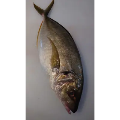 天然シマアジ Tennen Shimaaji WHOLE 3 LB