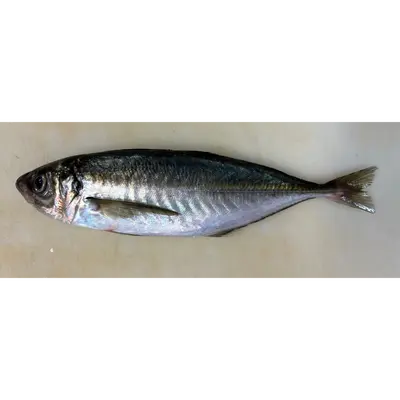 TENNEN AJI - FRESH WILD JACK MACKEREL - Trachurus Japonicus GSK1 天然鰺 Tennen Aji WHOLE 0.5 LB.png