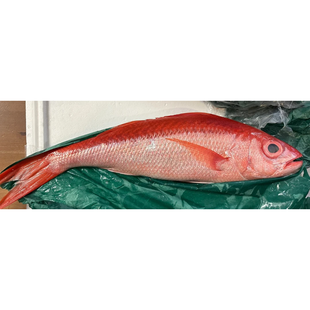 ONAGADAI - FRESH WILD LONGTAIL RED SNAPPER - Etelis coruscans Valenciennes GSK1.png