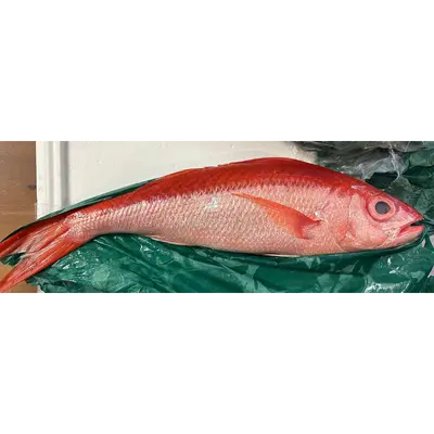 ONAGADAI - FRESH WILD LONGTAIL RED SNAPPER - Etelis coruscans Valenciennes GSK1.png