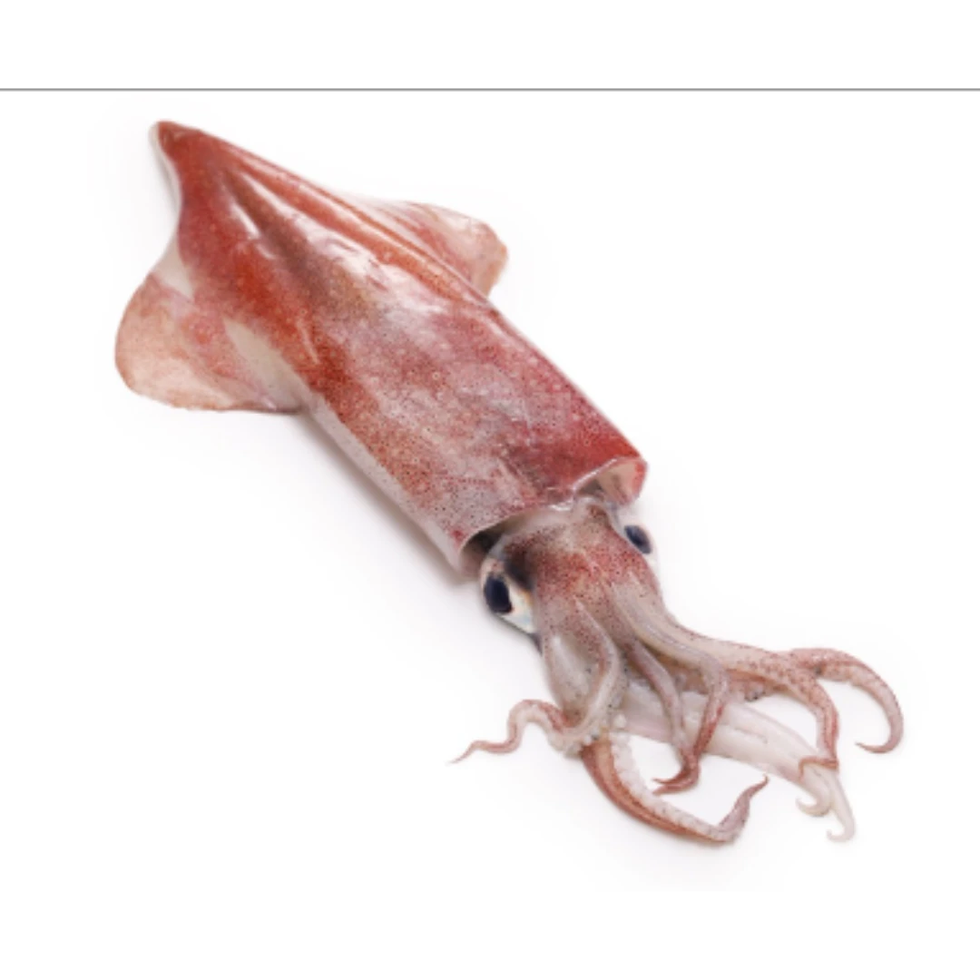 KENSAKI IKA.png