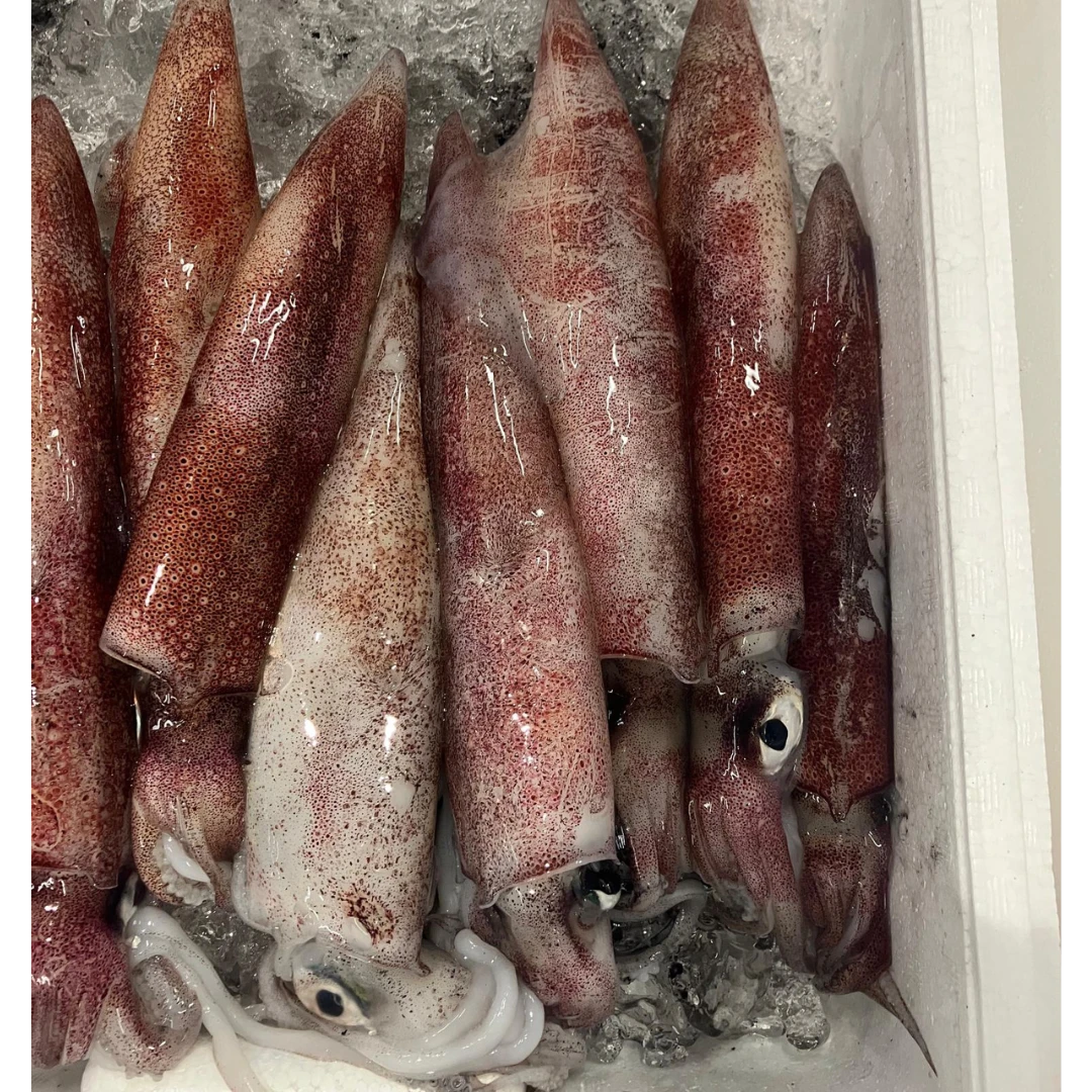 KENSAKI IKA (AKA IKA) - FRESH WILD RED FLYING SQUID - Ommastrephes bartramii GSK1.png