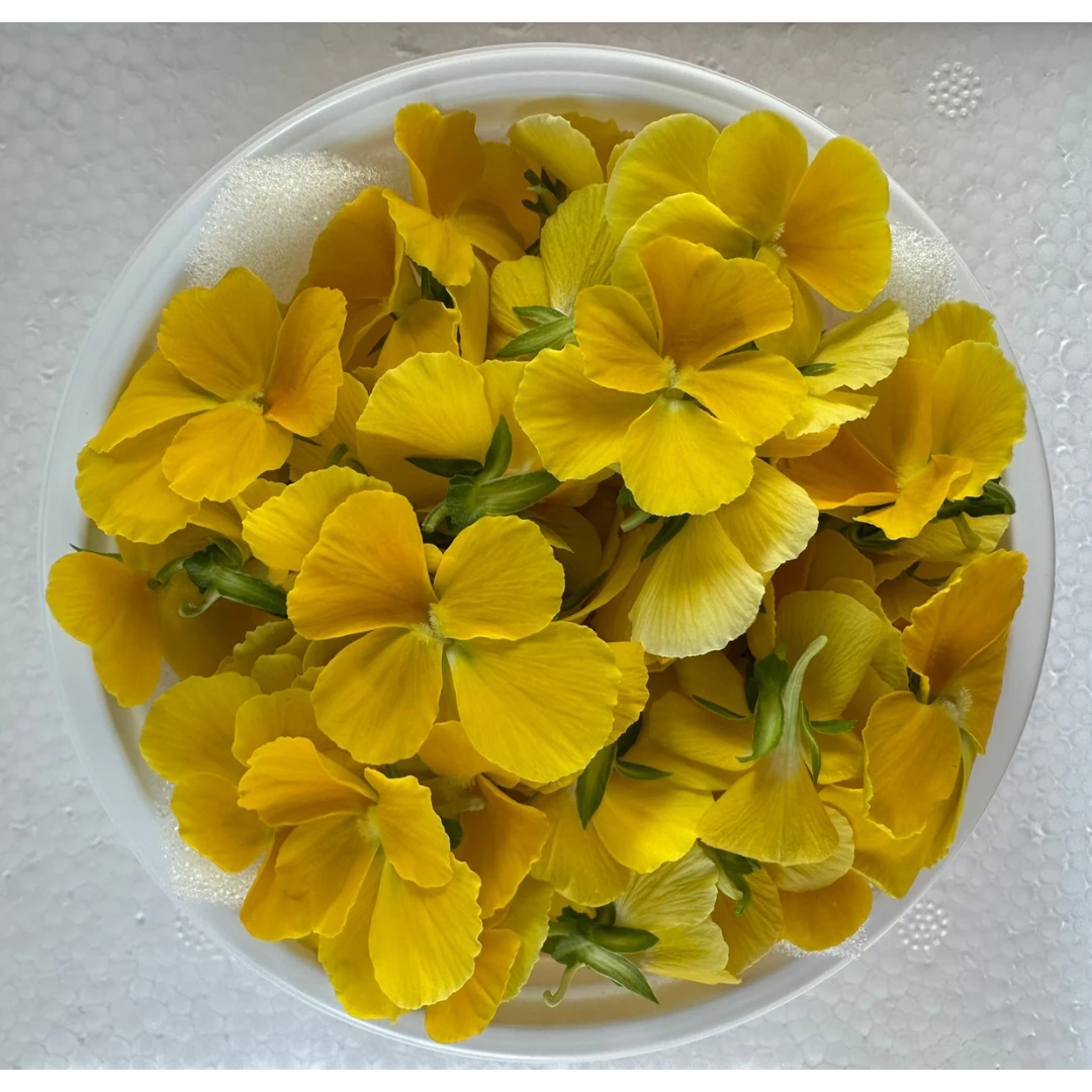 SHOKUYŌ HANA (BIORA) - VIOLA EDIBLE FLOWER - Viola wittrockiana GSK1 食用花(ダイアナ)Viola FLOWER 30g (2).png