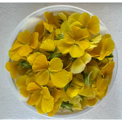 食用花（ビオラの花）Viola YELLOW FLOWER 30g