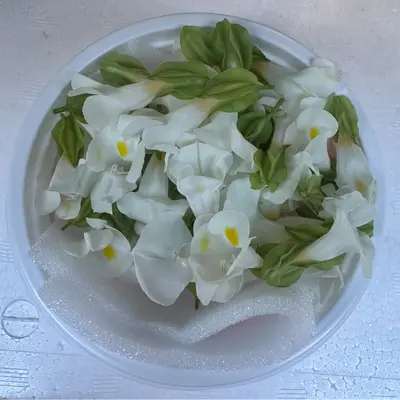 SHOKUYŌ HANA (TORENIA SHIRO) - EDIBLE FLOWER (White) - Torenia GSK1.png