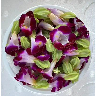 SHOKUYŌ HANA (TORENIA MURASAKI) - EDIBLE FLOWER (Purple) - Torenia GSK1 (2).png