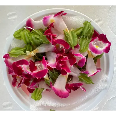 食用花（トレニア赤）Torenia (Red) FLOWER 30g