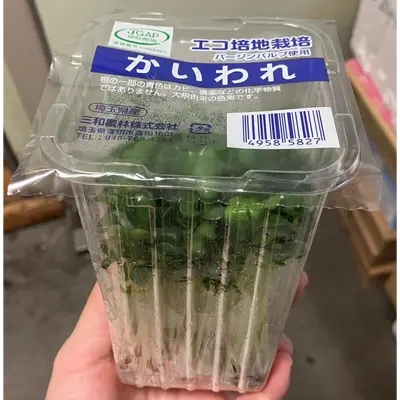 KAIWARE - FRESH WILD RADISH SPROUTS - Raphanus sativus var. longipinnatus GSK1.png