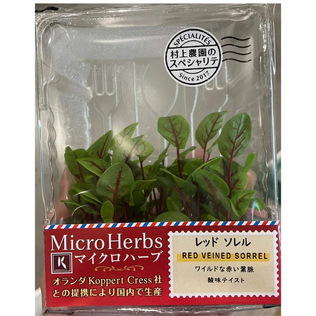 REDDOSORERU - RED VEINED SORREL MICROGREENS - Rumex sanguineus GSK1.png