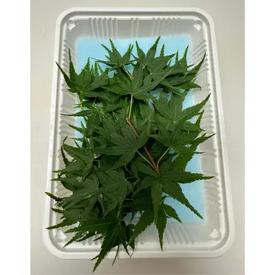 もみじ  緑 Momiji Midori GREEN LEAF 30g