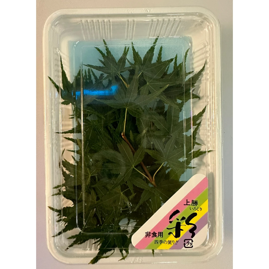MOMIJI - JAPANESE MAPLE LEAF - Acer palmatum GSK1 (2).png