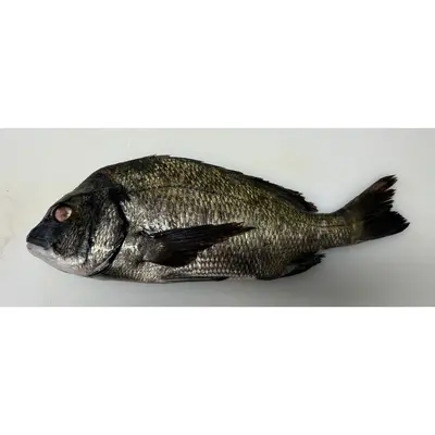 KURODAI - FRESH WILD BLACKHEAD SEABREAM - Acanthopagrus schlegelii GSK1.png