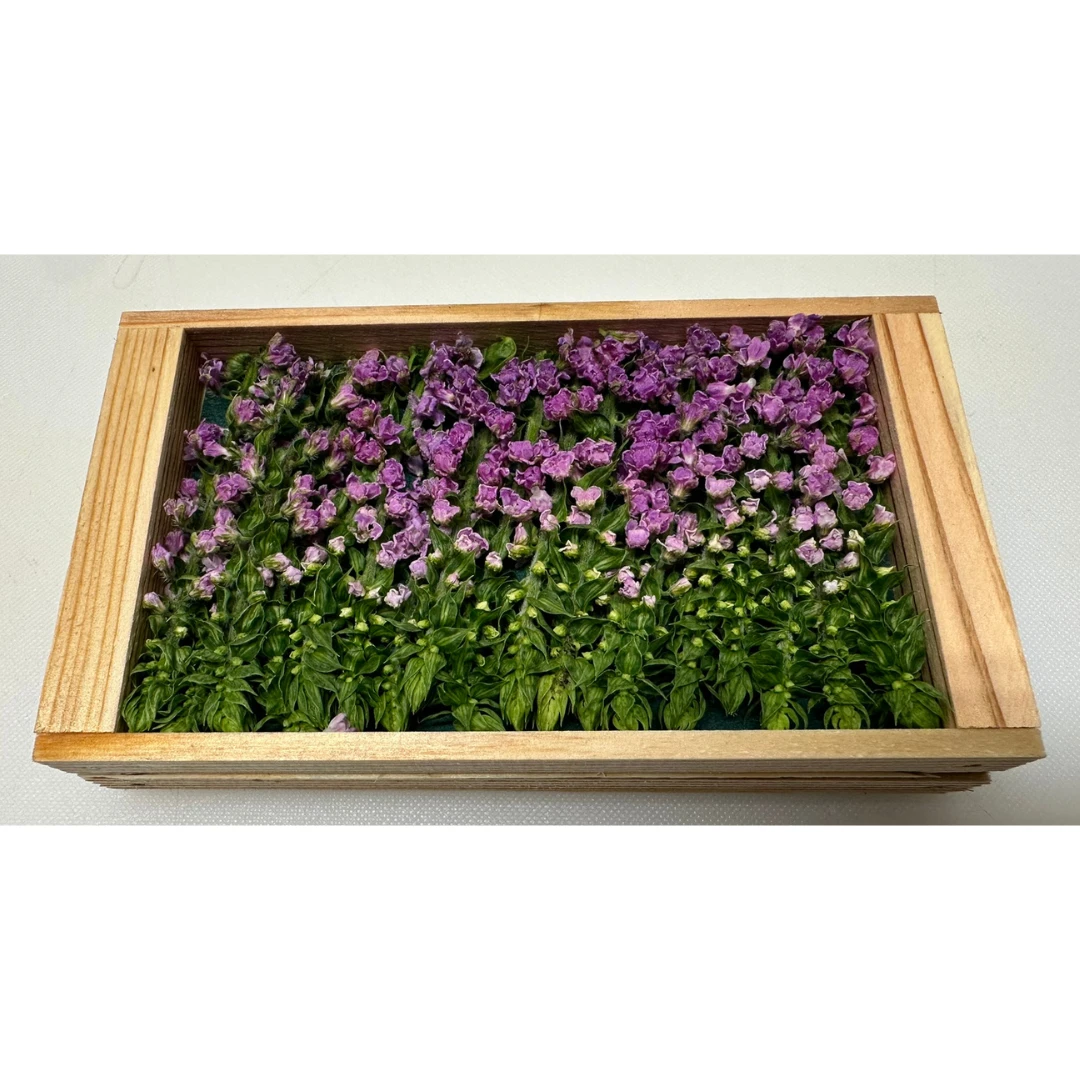HANAHO - SHISO FLOWER - Perilla frutescens var. crispa GSK1.png