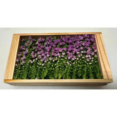 HANAHO - SHISO FLOWER - Perilla frutescens var. crispa GSK1.png