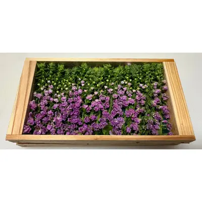 HANAHO - SHISO FLOWER - Perilla frutescens var. crispa GSK1 (2).png