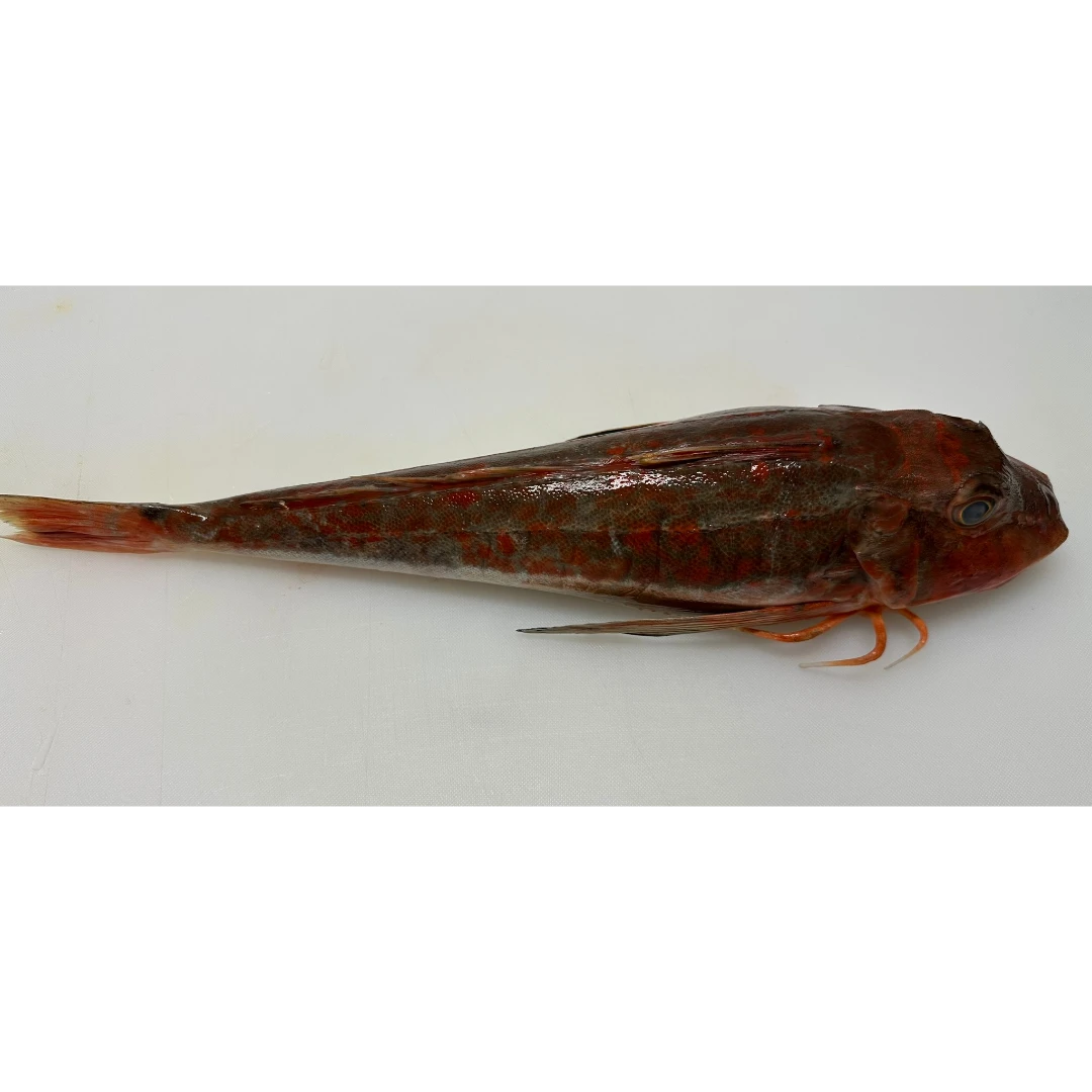 HOUBOU - FRESH WILD RED GURNARD - Chelidonichthys spinosus GSK1.png