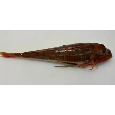ホウボウ Houbou WHOLE 1.75 LB