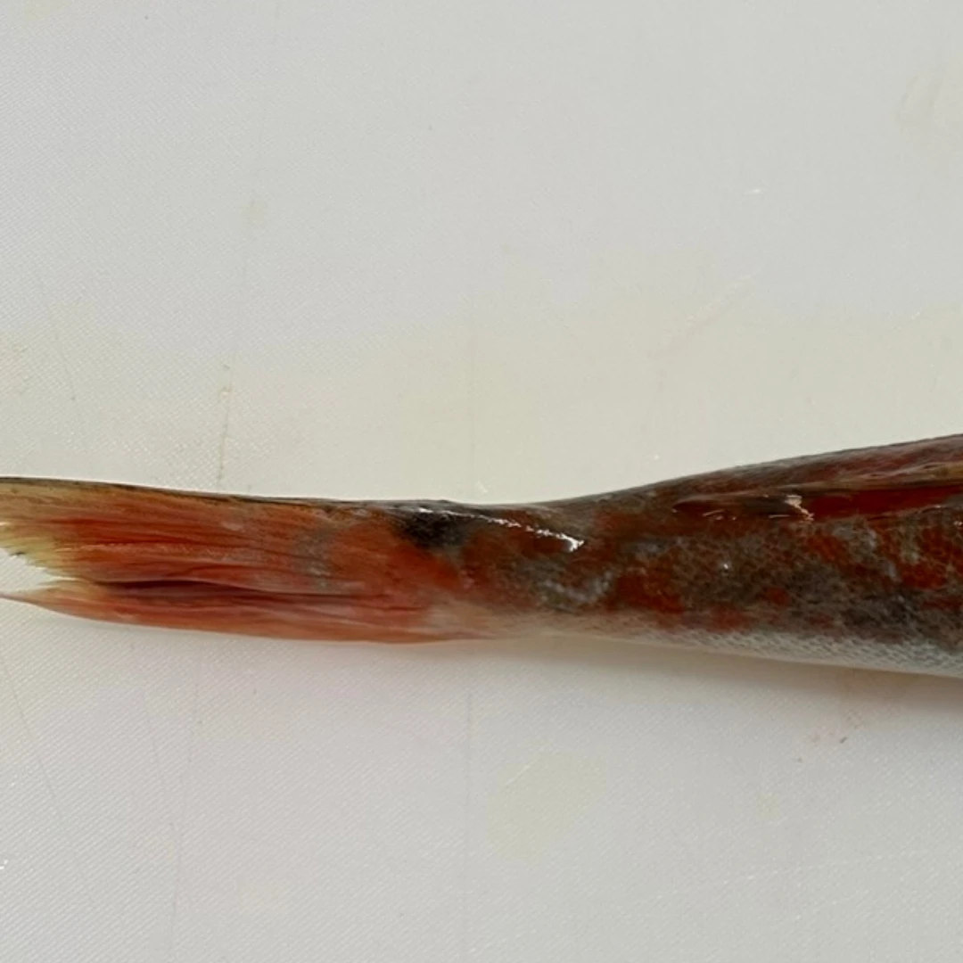 HOUBOU - FRESH WILD RED GURNARD - Chelidonichthys spinosus GSK1 (4).png
