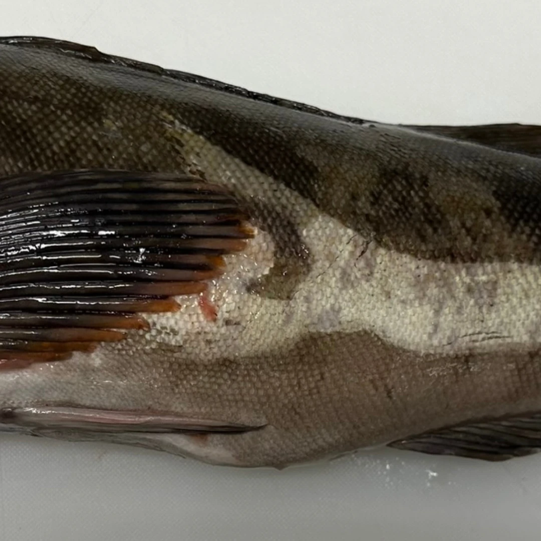 AINAME - FRESH WILD FAT GREENLING - Hexagrammos otakii Jordan and Starks GSK1 (3).png