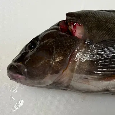 AINAME - FRESH WILD FAT GREENLING - Hexagrammos otakii Jordan and Starks GSK1 (2).png