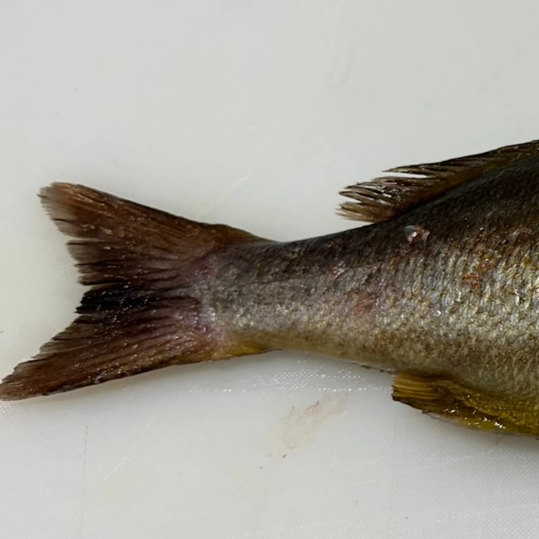 ISAKI - FRESH WILD CHICKEN GRUNT - Parapristipoma trilineatum GSK1 (4).png