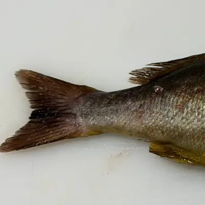 ISAKI - FRESH WILD CHICKEN GRUNT - Parapristipoma trilineatum GSK1 (4).png