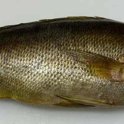 ISAKI - FRESH WILD CHICKEN GRUNT - Parapristipoma trilineatum GSK1 (3).png