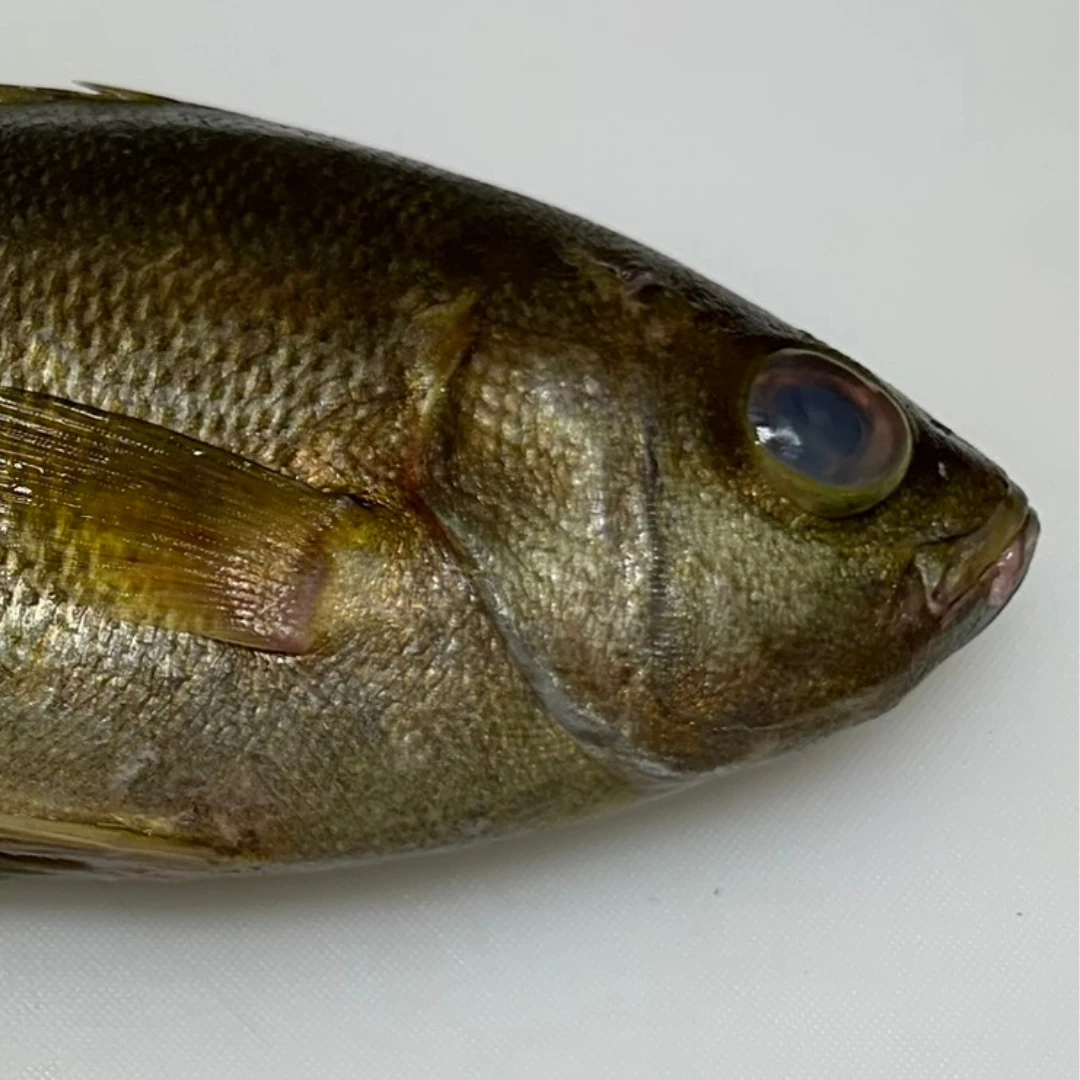 ISAKI - FRESH WILD CHICKEN GRUNT - Parapristipoma trilineatum GSK1 (2).png