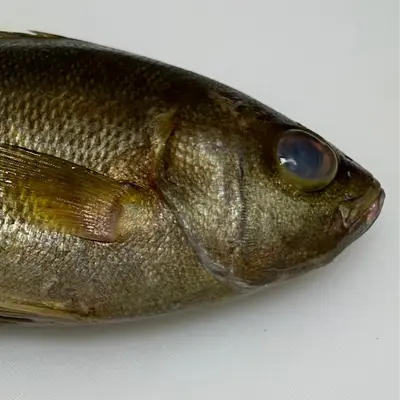ISAKI - FRESH WILD CHICKEN GRUNT - Parapristipoma trilineatum GSK1 (2).png